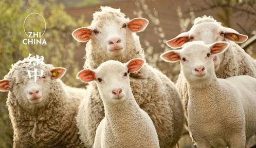 娱乐吃瓜君视频羊羊