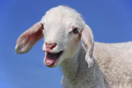 娱乐吃瓜君视频羊羊