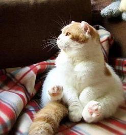 娱乐吃瓜小猫咪视频大全,盘点全网最火的吃瓜小猫咪视频合集